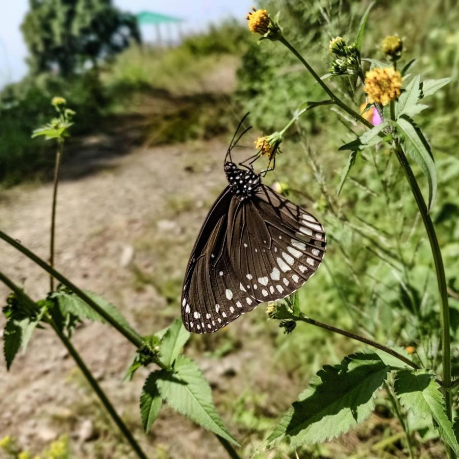 The Asgard Kasauli Bed & Breakfast Luaran gambar